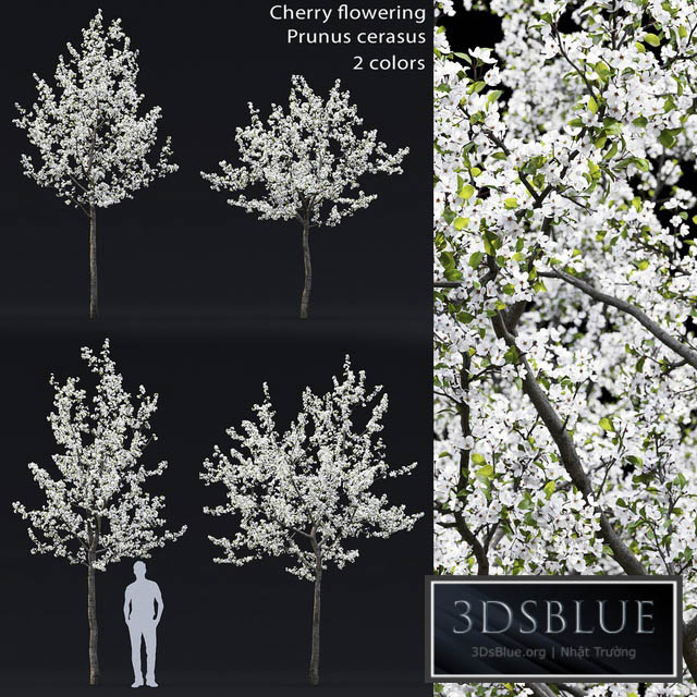 Cherry flowering 3DS Max - thumbnail 3