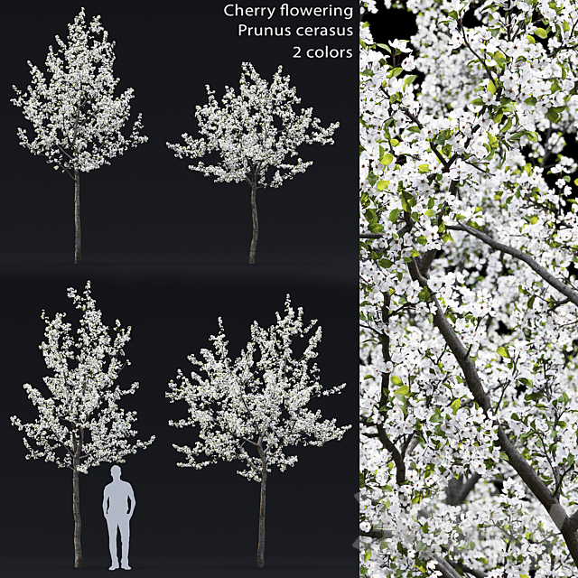 Cherry flowering 3DSMax File - thumbnail 1