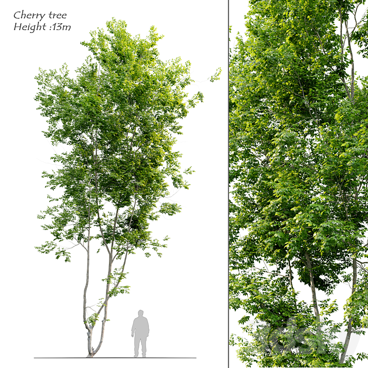 Cherry tree 3DS Max Model - thumbnail 1