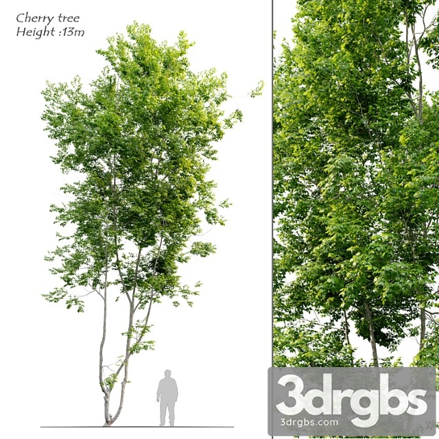 Cherry tree - thumbnail 1