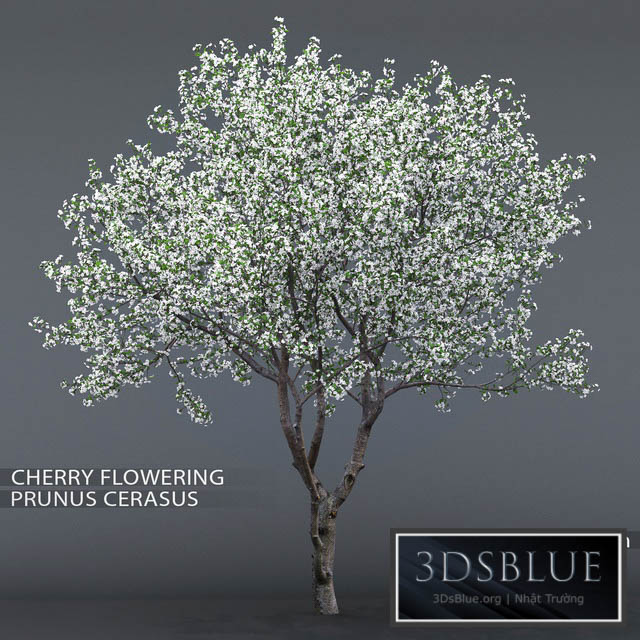 Cherry-tree flowering (Cerasus) # 1 3DS Max - thumbnail 3