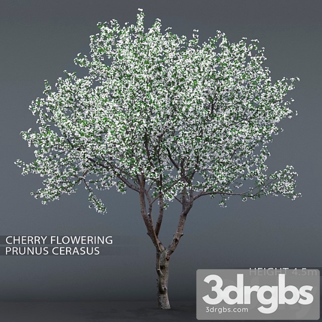 Cherry-tree flowering (cerasus) - thumbnail 1