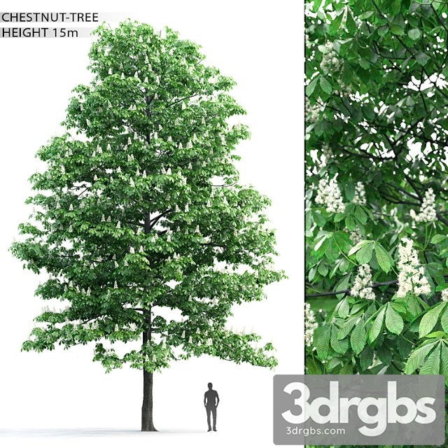 Chestnut 3dsmax Download - thumbnail 1