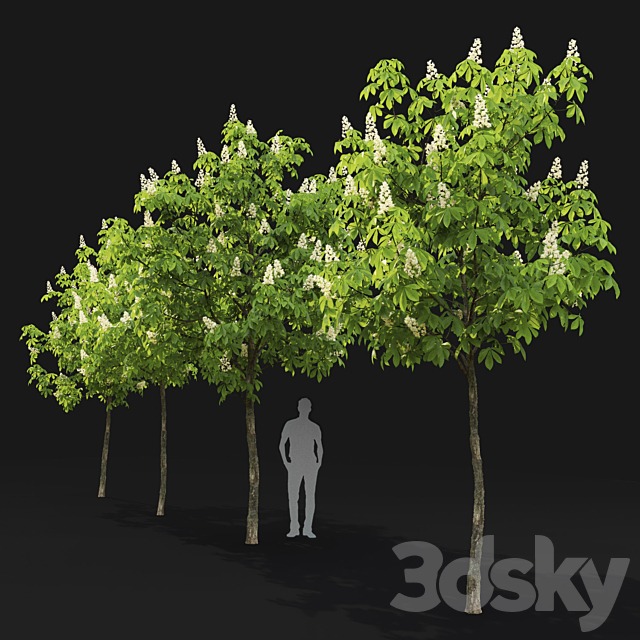 Chestnut (5-5.7m) 3DS Max Model - thumbnail 2