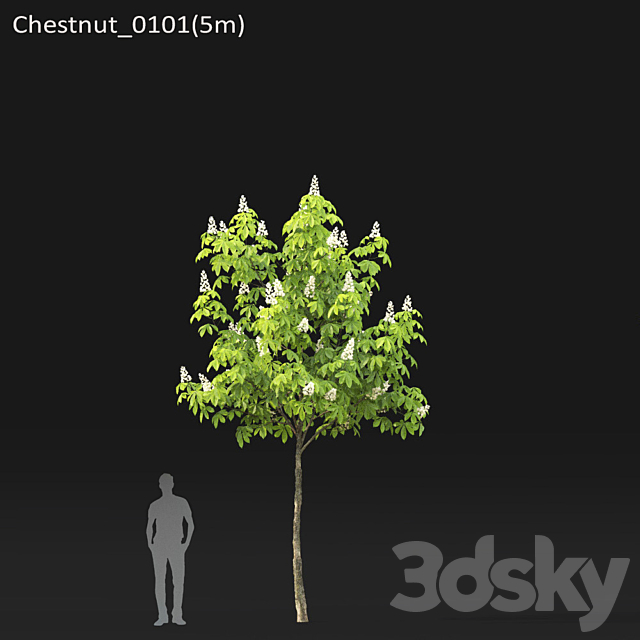 Chestnut (5-5.7m) 3DS Max Model - thumbnail 3