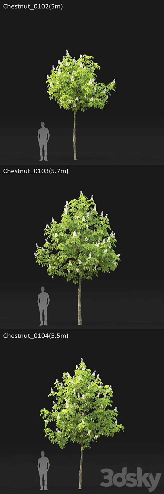 Chestnut (5-5.7m) 3DS Max Model - thumbnail 4