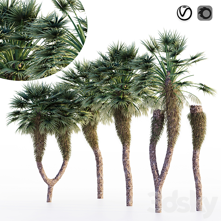 Chinese fan palm 3DS Max Model - thumbnail 1