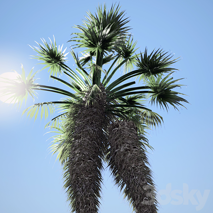 Chinese fan palm 3DS Max Model - thumbnail 2