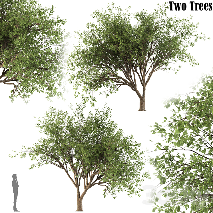 Chinese Stewartia tree (two trees) 3DS Max Model - thumbnail 1