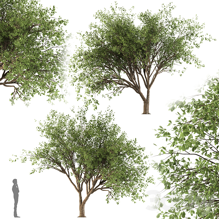 Chinese Stewartia tree (two trees) 3DS Max Model - thumbnail 2