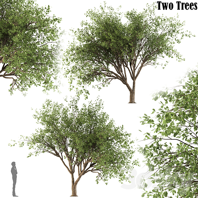 Chinese Stewartia tree (two trees) 3ds Max - thumbnail 1