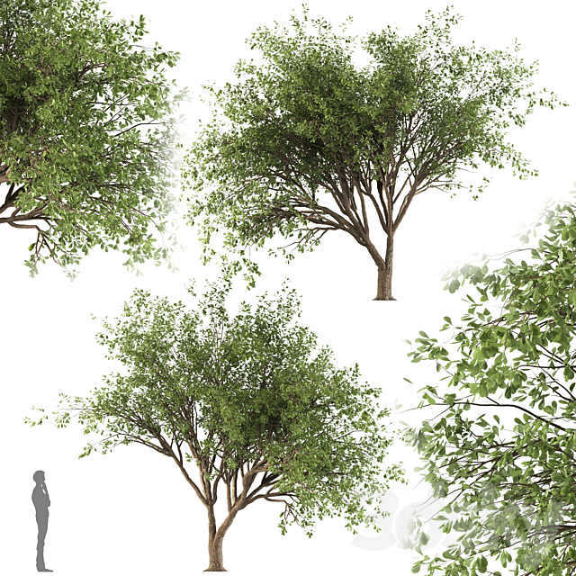 Chinese Stewartia tree (two trees) 3ds Max - thumbnail 2