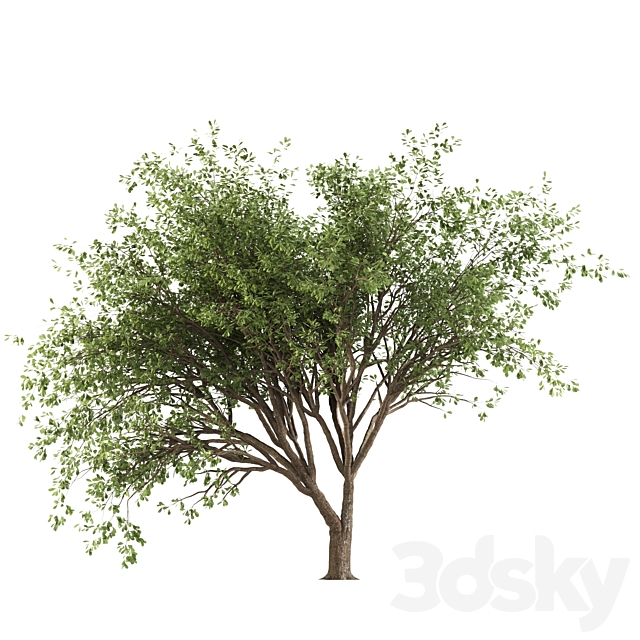 Chinese Stewartia tree (two trees) 3ds Max - thumbnail 3