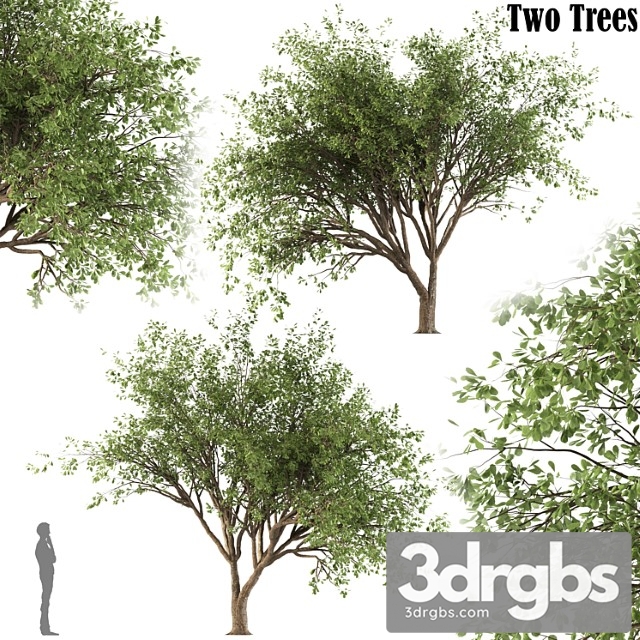 Chinese Stewartia Tree Two Trees 3dsmax Download - thumbnail 1