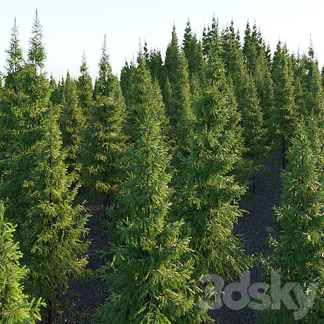 Christmas trees 3DSMax File - thumbnail 2