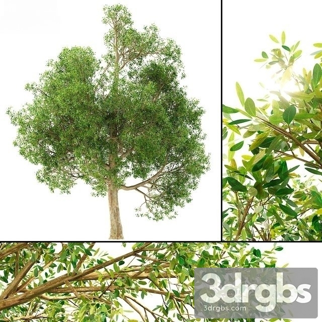 Cinnamonum Camphora Tree 3dsmax Download - thumbnail 1