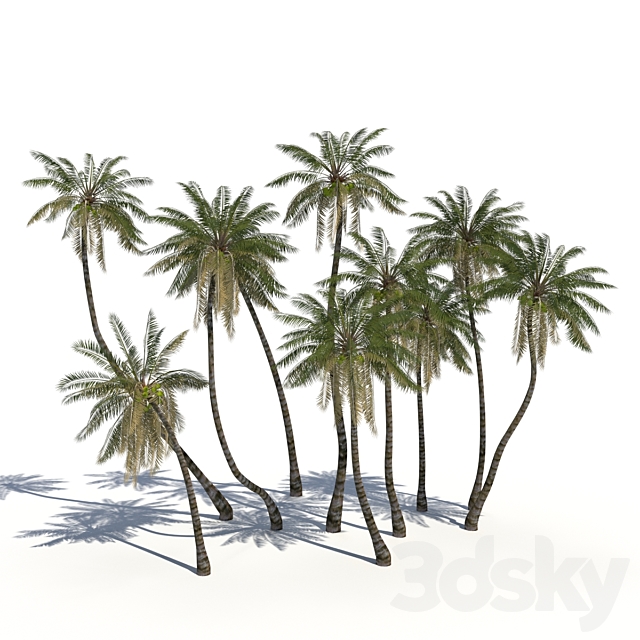 Coconut Palms + animation 3DSMax File - thumbnail 1