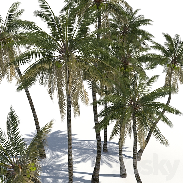 Coconut Palms + animation 3DSMax File - thumbnail 2
