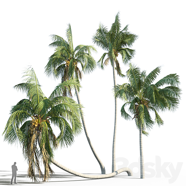 Cocos nucifera (coconut tree) 3DS Max Model - thumbnail 2