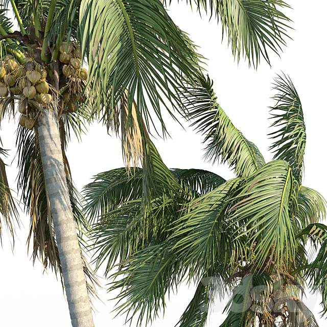 Cocos nucifera (coconut tree) 3DS Max Model - thumbnail 3