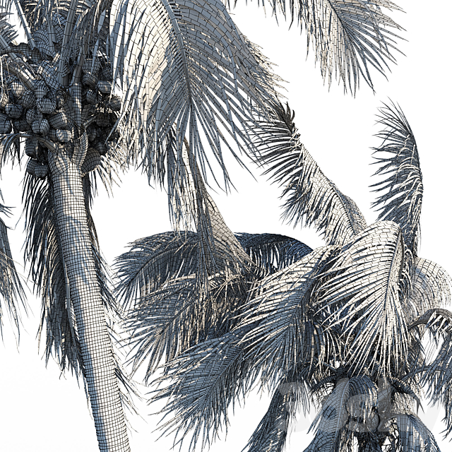 Cocos nucifera (coconut tree) 3DS Max Model - thumbnail 4