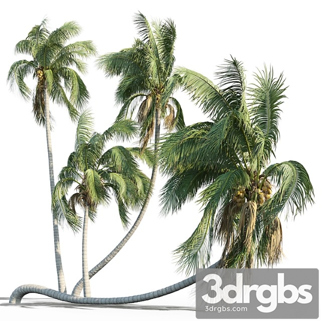 Cocos Nucifera Coconut Tree 3dsmax Download - thumbnail 1