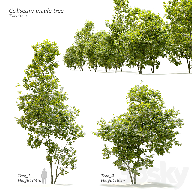 Coliseum maple (Acer cappadocicum) 3ds Max - thumbnail 1