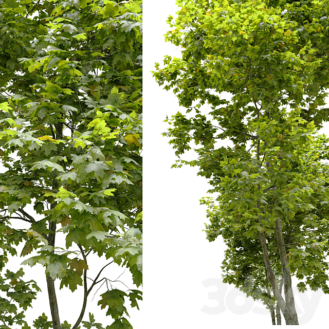 Coliseum maple (Acer cappadocicum) 3ds Max - thumbnail 3