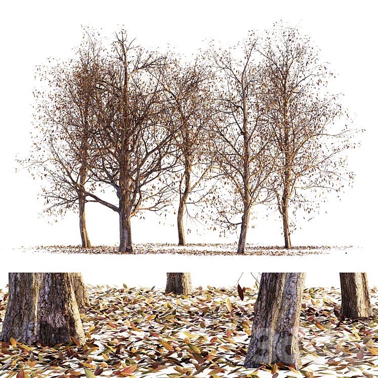 Collection of dry autumn trees 001 3DS Max - thumbnail 1