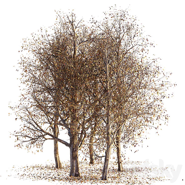 Collection of dry autumn trees 001 3DS Max - thumbnail 2