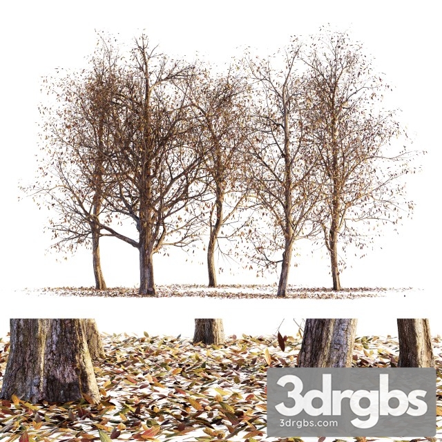 Collection of Dry Autumn Trees 001 3dsmax Download - thumbnail 1