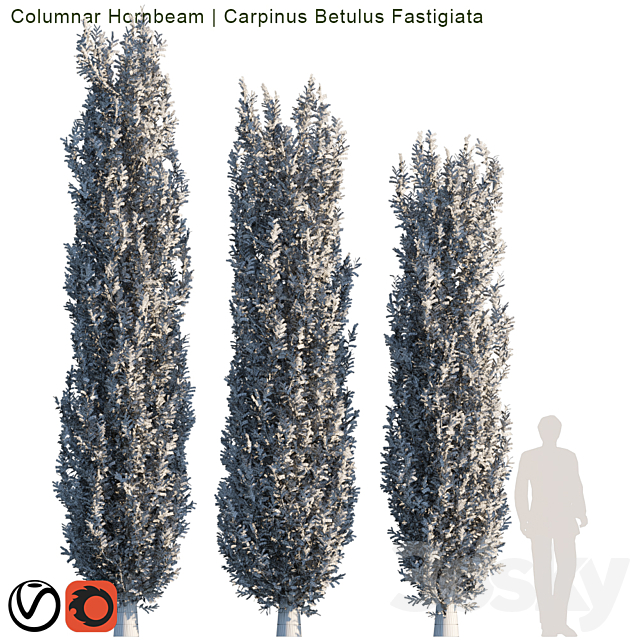 Columnar Hornbeam # 2 3DS Max Model - thumbnail 2