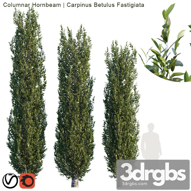 Columnar Hornbeam 2 3dsmax Download - thumbnail 1