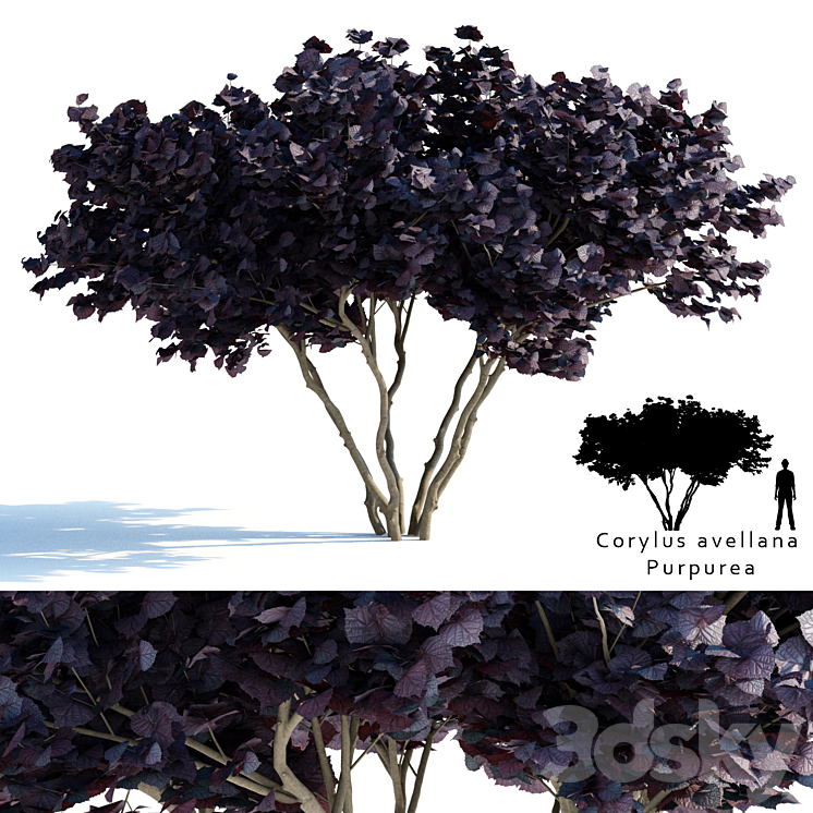 Common hazel | Corylus avellana Purpurea 3DS Max - thumbnail 1