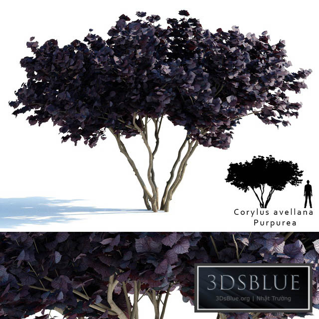 Common hazel | Corylus avellana Purpurea 3DS Max - thumbnail 3