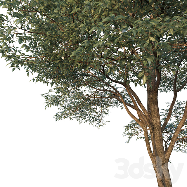 Common Tree model 1 3DS Max Model - thumbnail 3