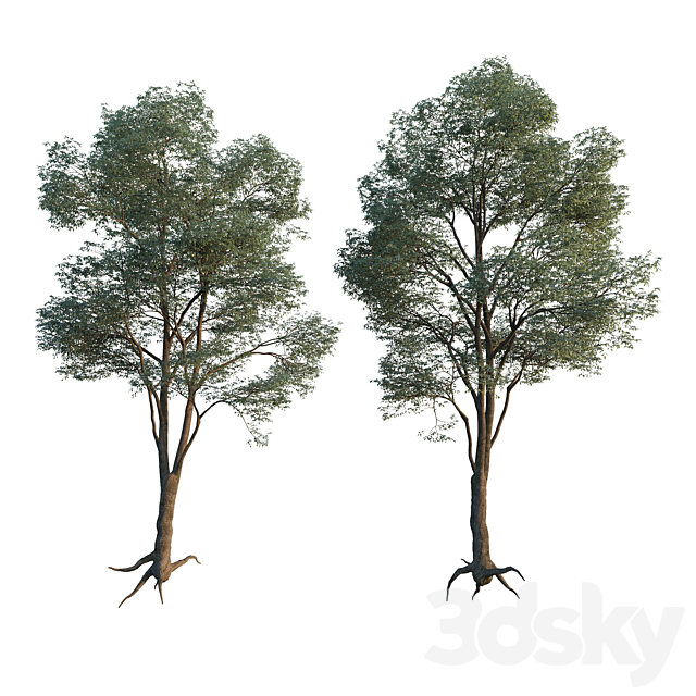 Common Tree model 1 3DSMax File - thumbnail 1