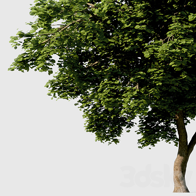 Common Tree with high density greenery 3DS Max Model - thumbnail 2