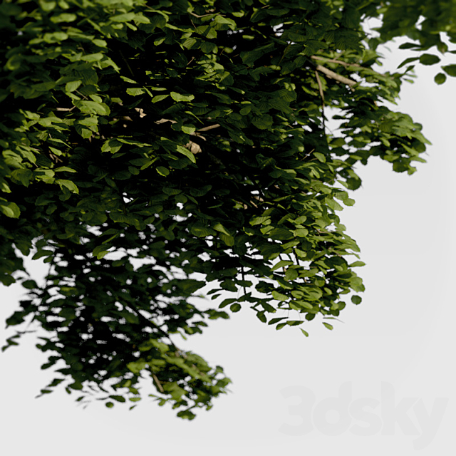 Common Tree with high density greenery 3DS Max Model - thumbnail 3