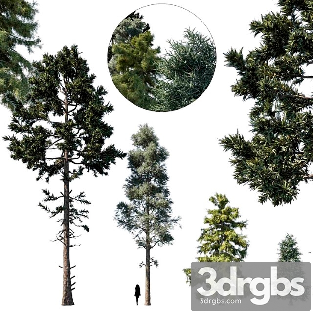 Coniferous Tree Set 1 3dsmax Download - thumbnail 1