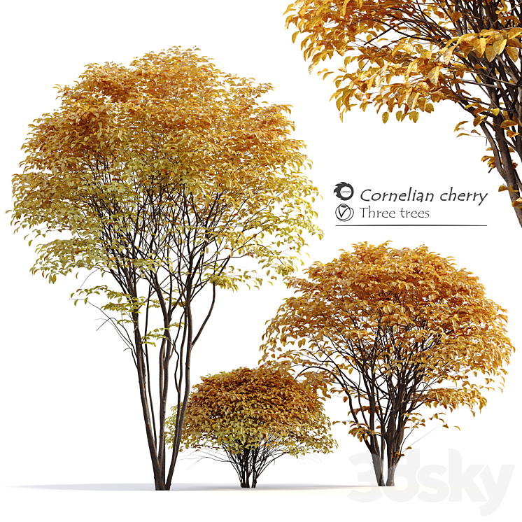 Cornelian cherry 3DS Max Model - thumbnail 1