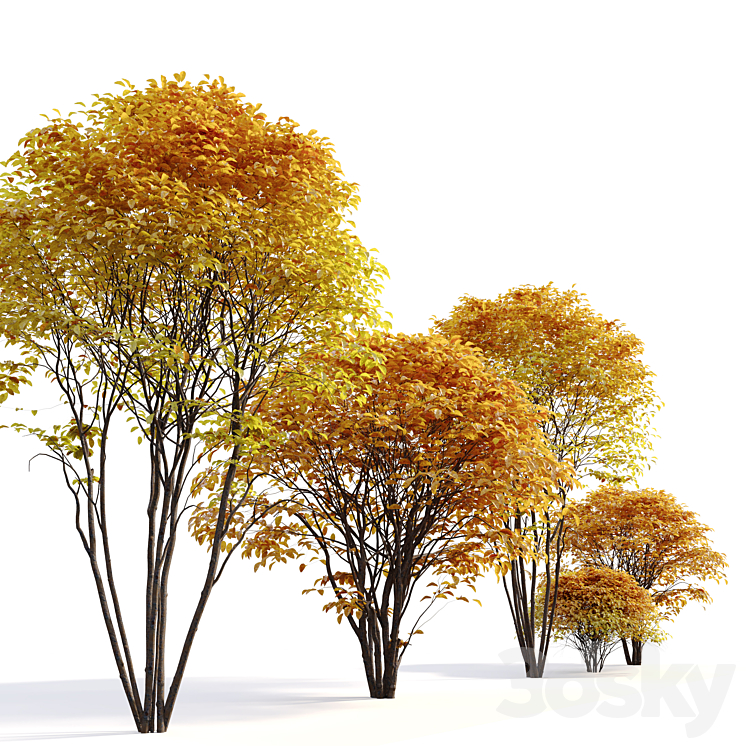 Cornelian cherry 3DS Max Model - thumbnail 2