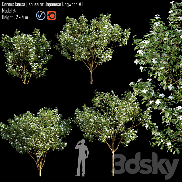 Cornus kousa | Kousa or Japanese Dogwood # 1 3ds Max - thumbnail 1