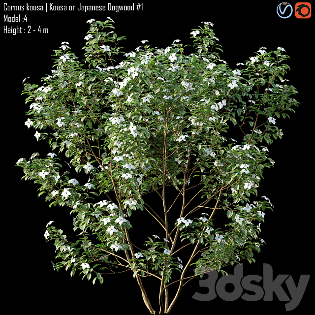 Cornus kousa | Kousa or Japanese Dogwood # 1 3ds Max - thumbnail 2