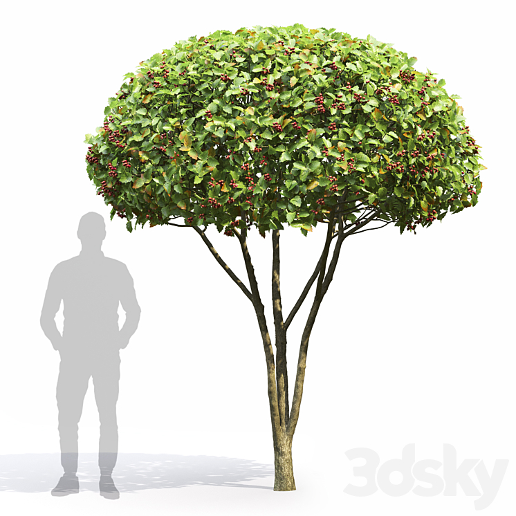 Crataegus 3DS Max - thumbnail 1