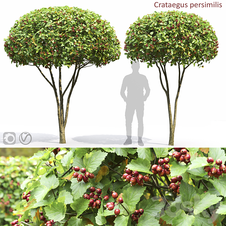 Crataegus 3DS Max - thumbnail 2