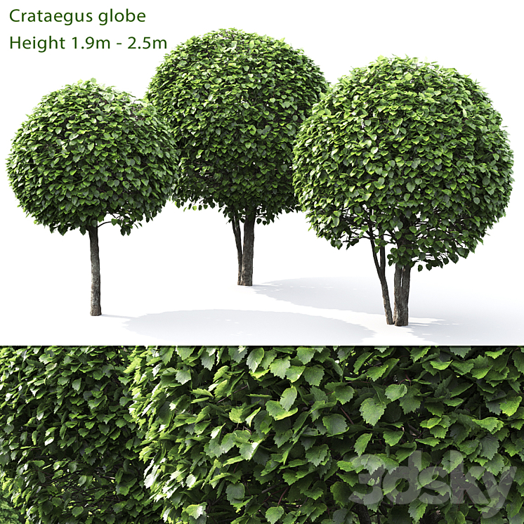 Crataegus globe # 1 3DS Max - thumbnail 1