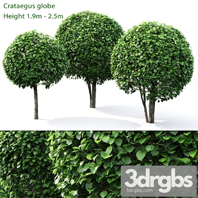 Crataegus globe - thumbnail 1