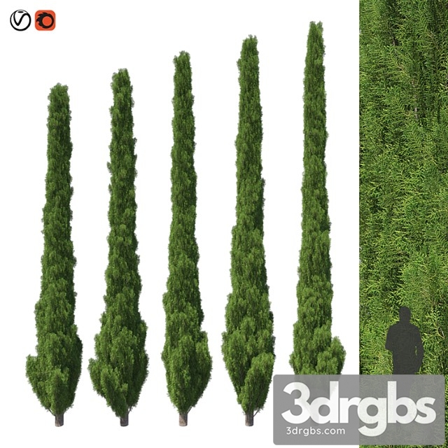 Cupressus 5-6m - thumbnail 1