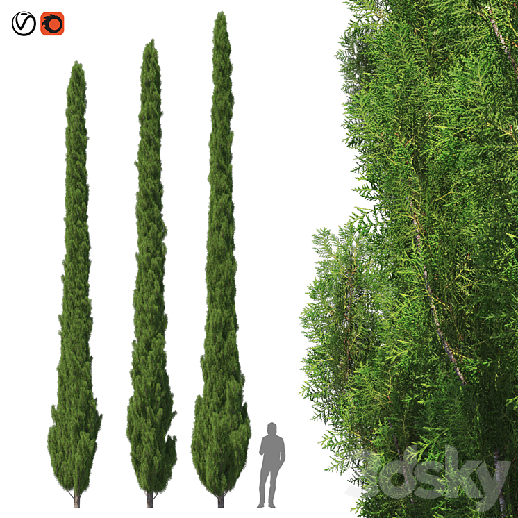 Cupressus 9-10m 3DS Max - thumbnail 1